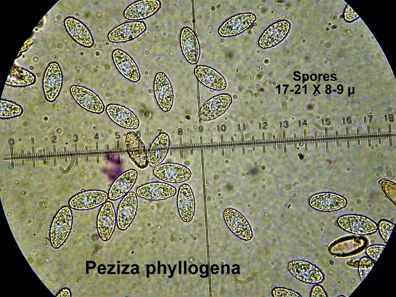 Phylloscypha phyllogena-amf1416-micro.jpg - Phylloscypha phyllogena ; Syn1: Peziza badioconfusa ; Syn2: Peziza phyllogena ; Nom français: Pézize olivacée 